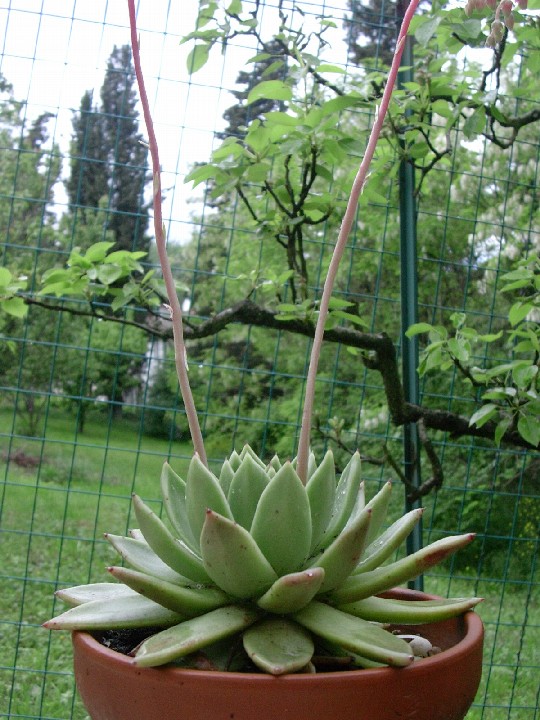 Echeveria agavoides 