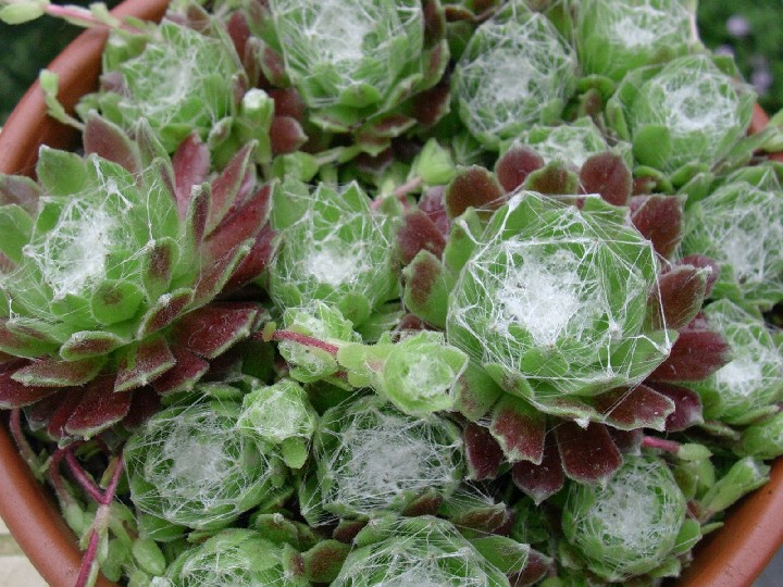 Sempervivum arachnoideum 