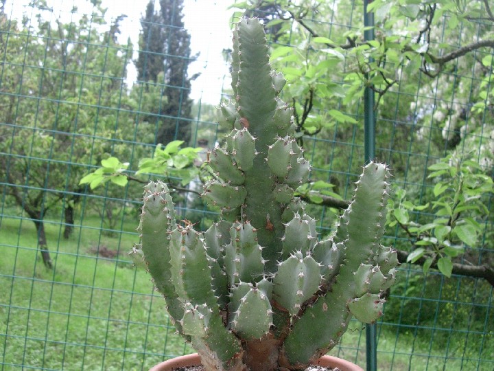 Euphorbia resinifera 