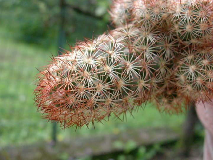 Mammillaria elongata 