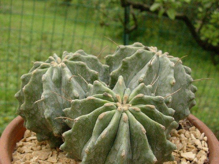 Ferocactus glaucescens v. inermis 