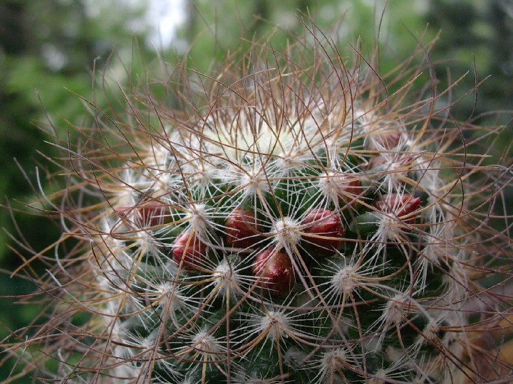 Mammillaria rekoi ssp. leptacantha 