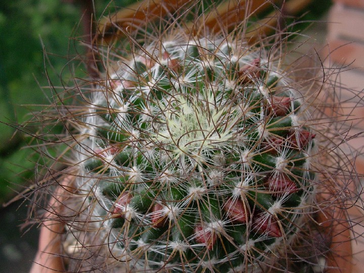 Mammillaria rekoi ssp. leptacantha 