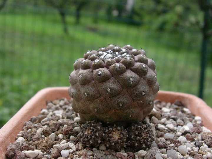 Copiapoa hypogaea v. barquitensis 