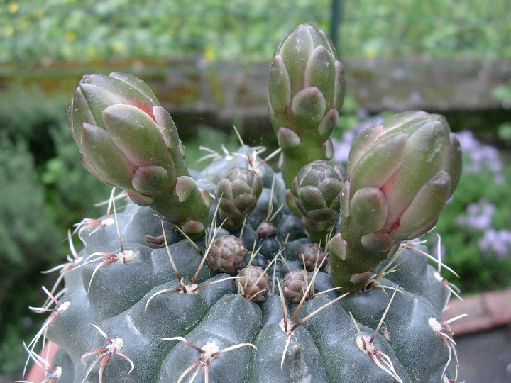 Gymnocalycium baldianum 