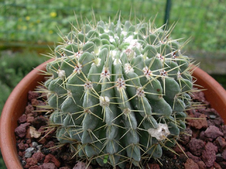Parodia Buiningii 
