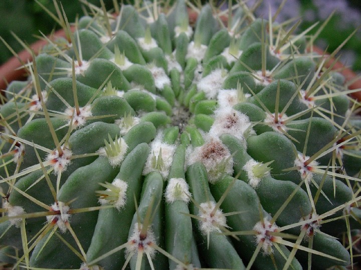 Parodia buiningii 