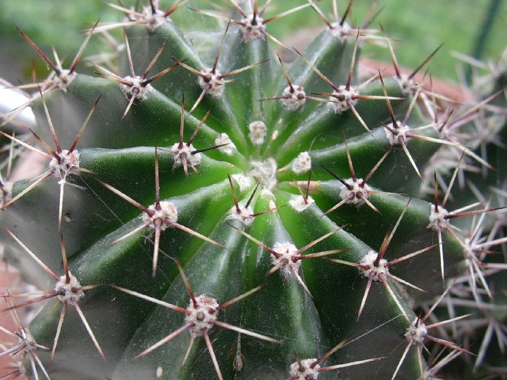 Echinopsis oxygona 