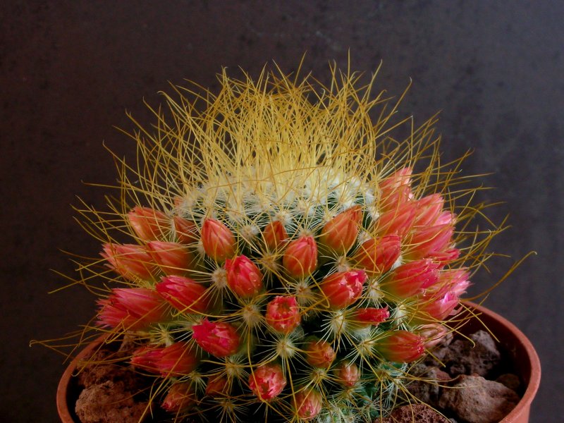 Mammillaria rekoi ssp. leptacantha 