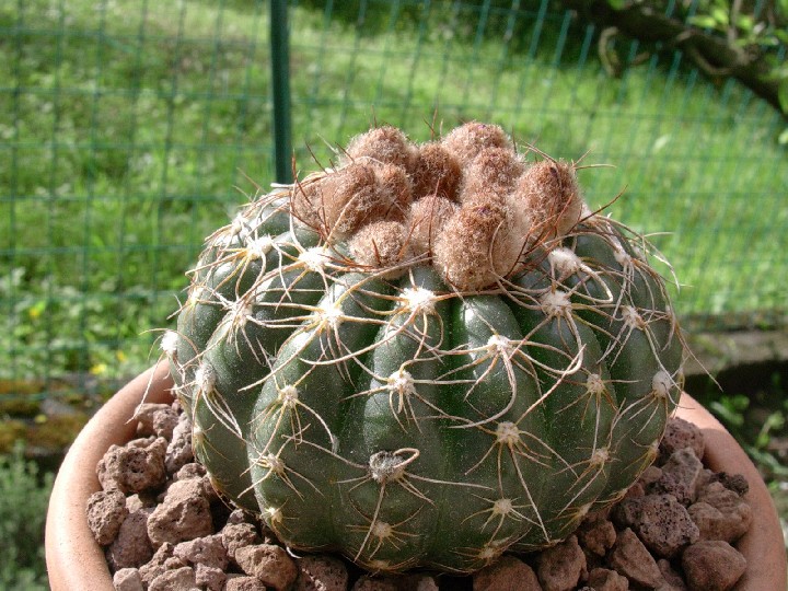 Parodia werneri 