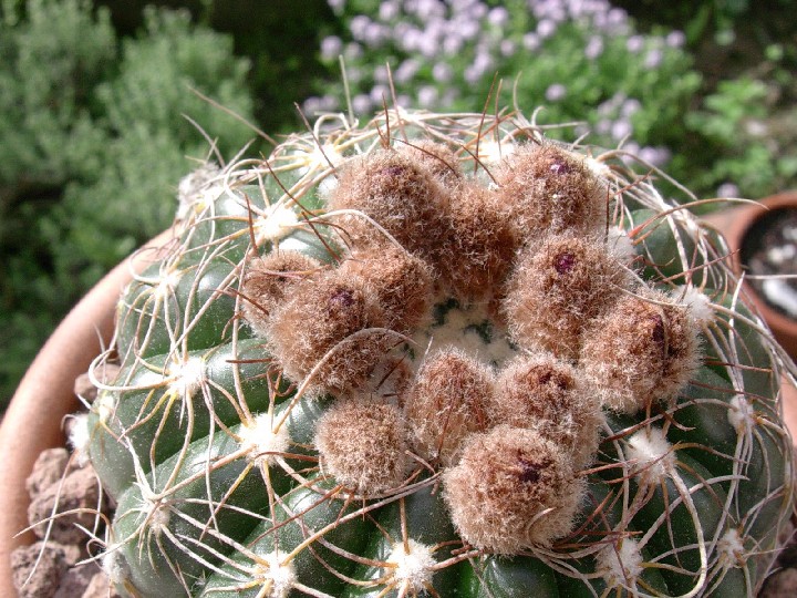 Parodia werneri 