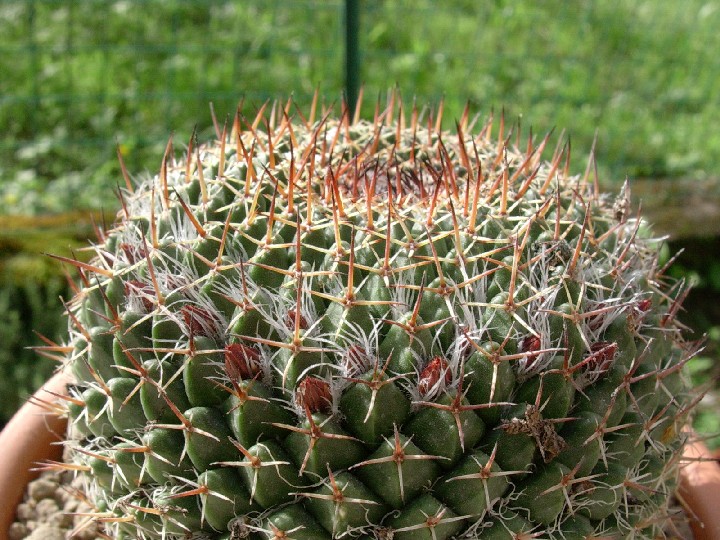 Mammillaria mystax 