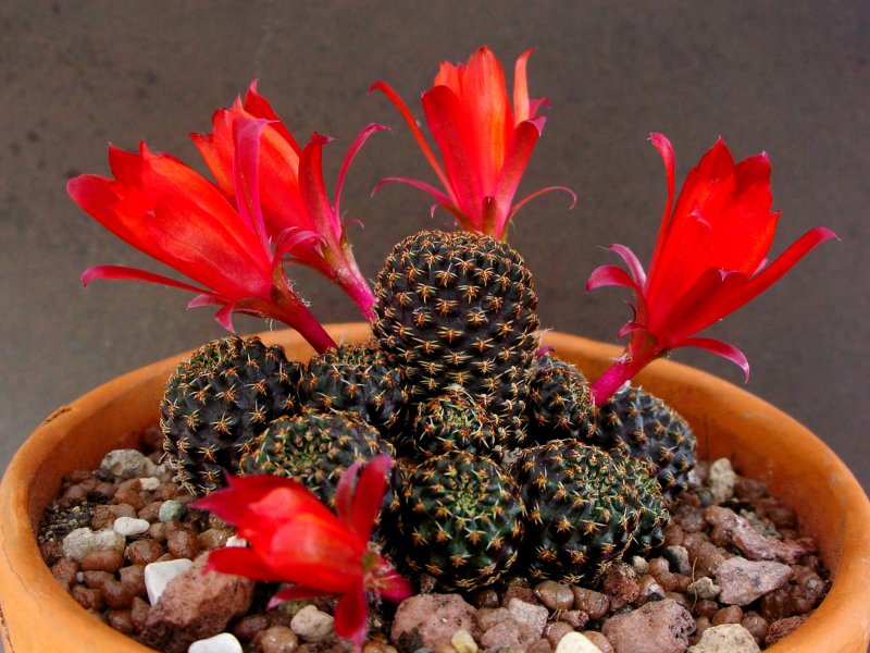 Rebutia densipectinata KK 849