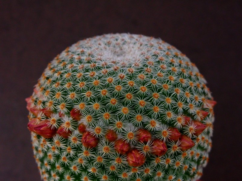 Mammillaria crucigera ssp. tlalocii FO 223