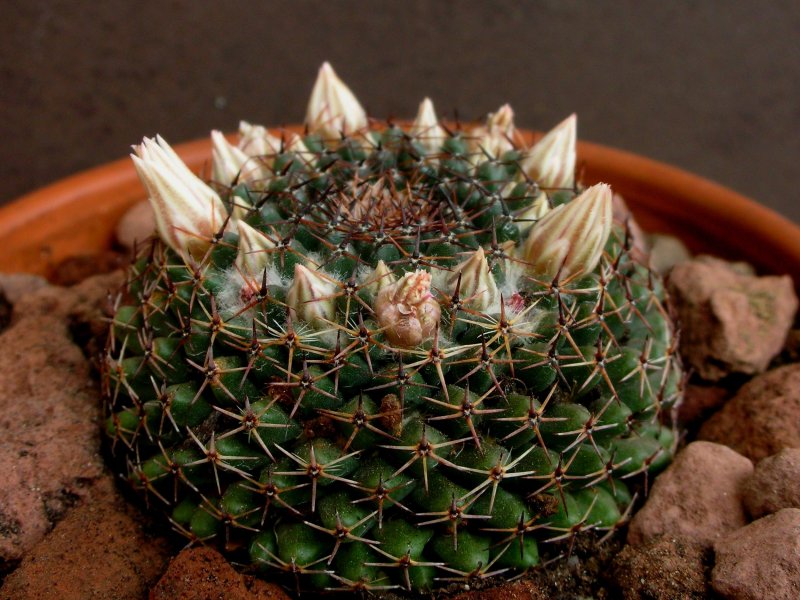 Mammillaria formosa 