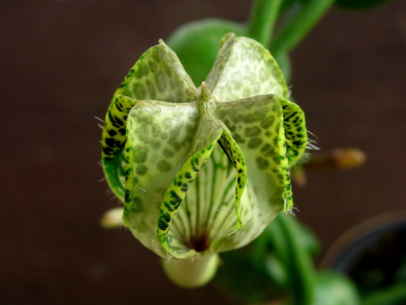 Ceropegia sandersonii 