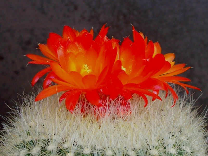 Parodia haselbergii 