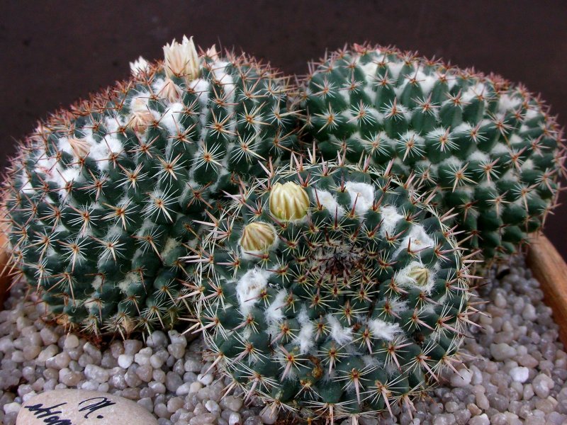 Mammillaria chionocephala 