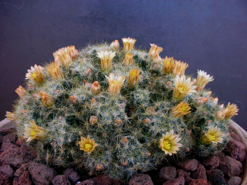 Mammillaria prolifera 