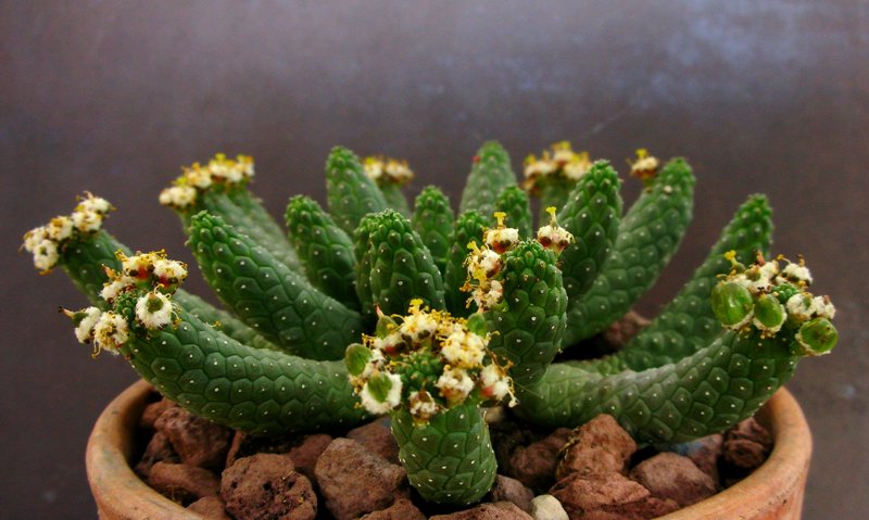 euphorbia inermis