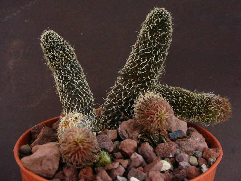 Stapelianthus pilosus 