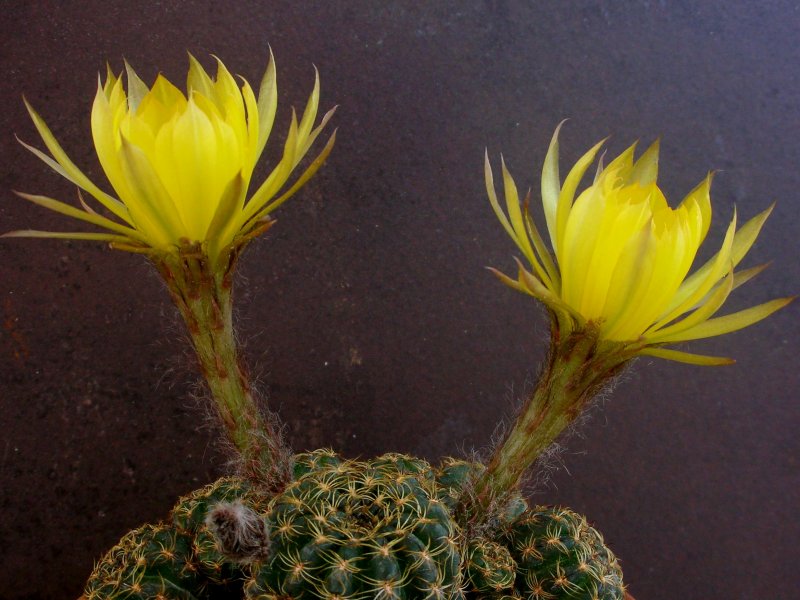 Lobivia arachnacantha 