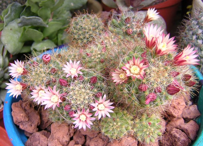 Mammillaria fittkaui 