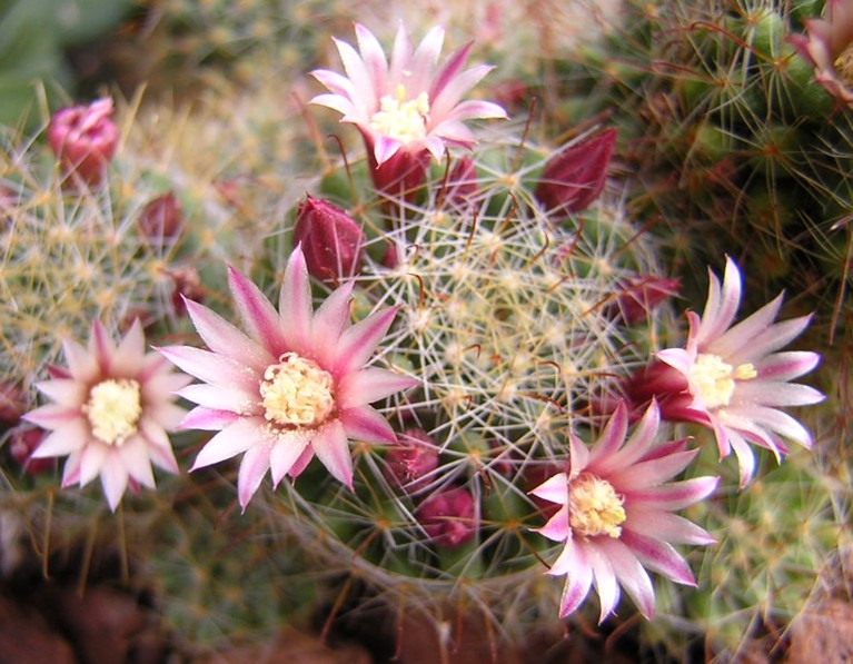 Mammillaria fittkaui 