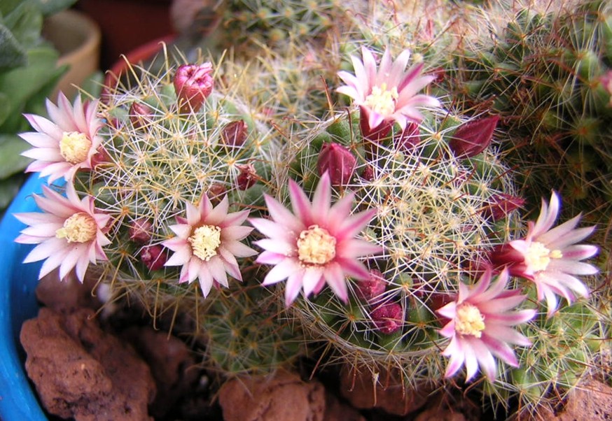 Mammillaria fittkaui 