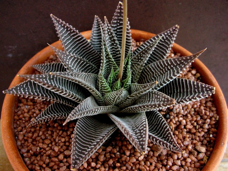 Haworthia limifolia v. striata 