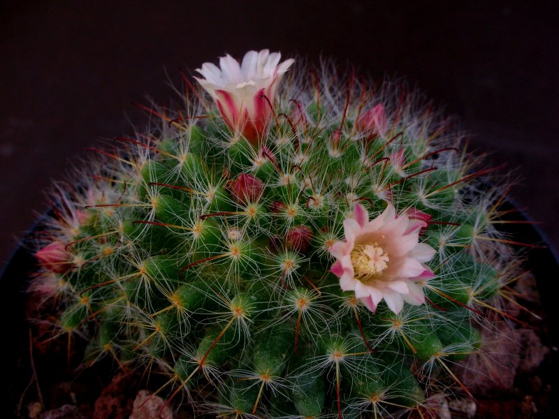 Mammillaria seideliana 