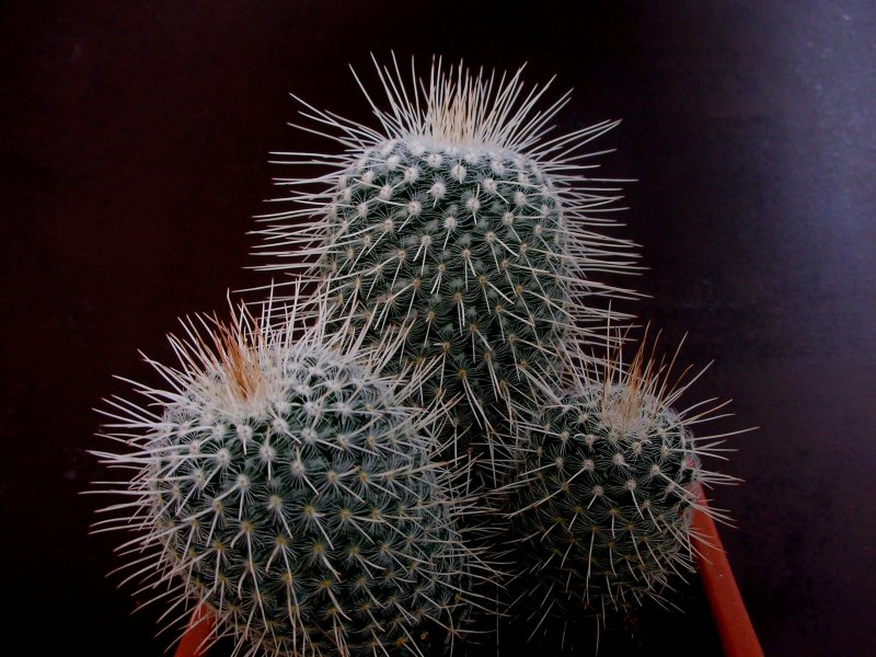 Mammillaria geminispina v. nobilis 