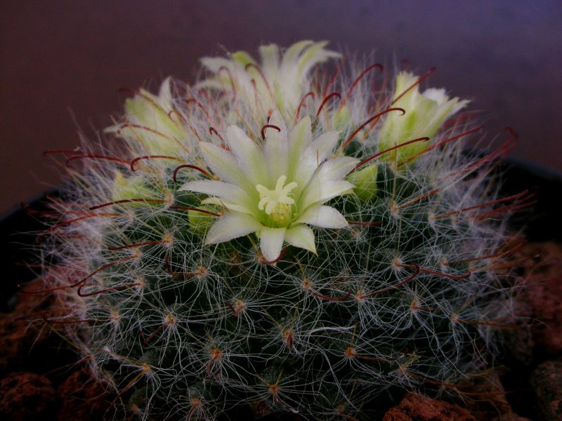 Mammillaria kunzeana 