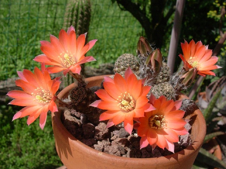 Rebutia pygmaea 