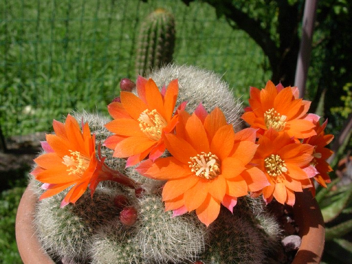 Rebutia muscula 