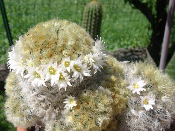 Mammillaria carmenae 