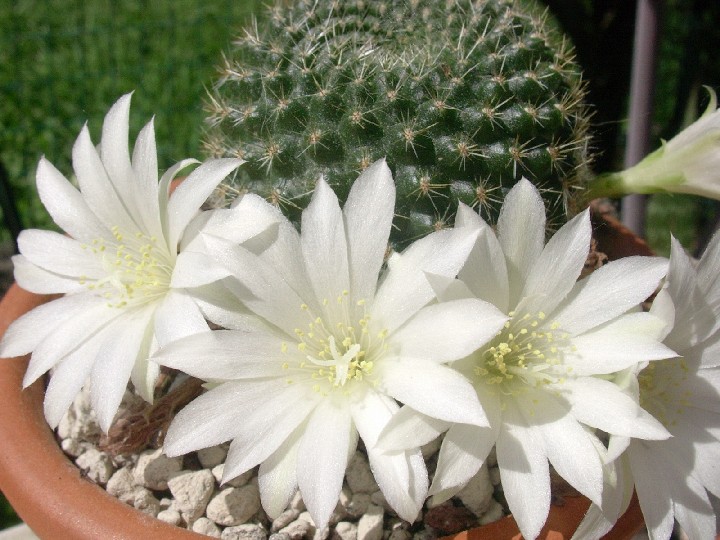 Rebutia krainziana v. albiflora 