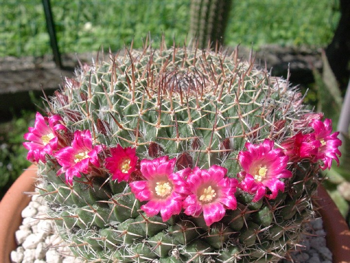 Mammillaria mystax 