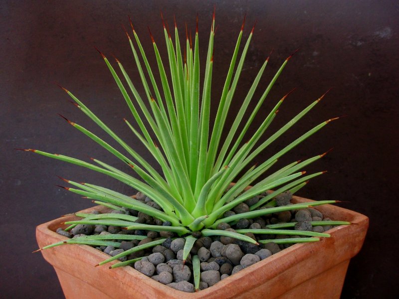 agave stricta v. nana