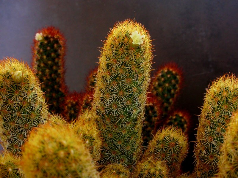 Mammillaria elongata 