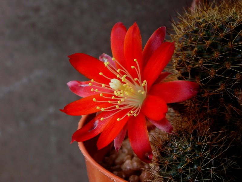 Rebutia fulviseta 