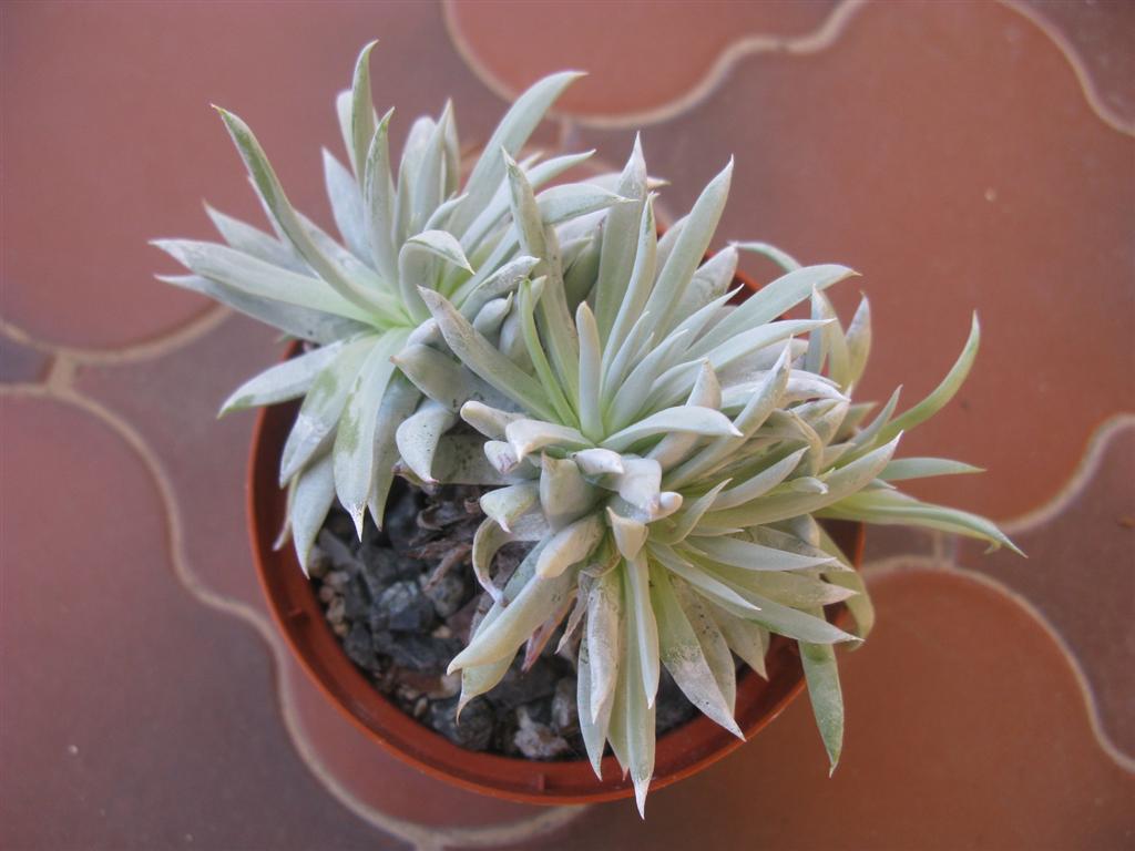 Dudleya sp.  