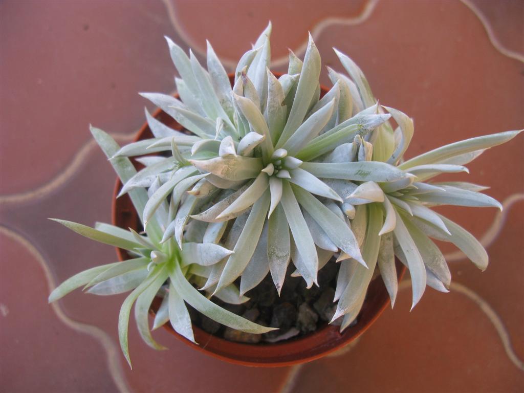 Dudleya sp.  