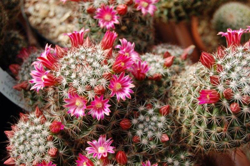 Mammillaria duoformis v. xuchiapensis REP 1677