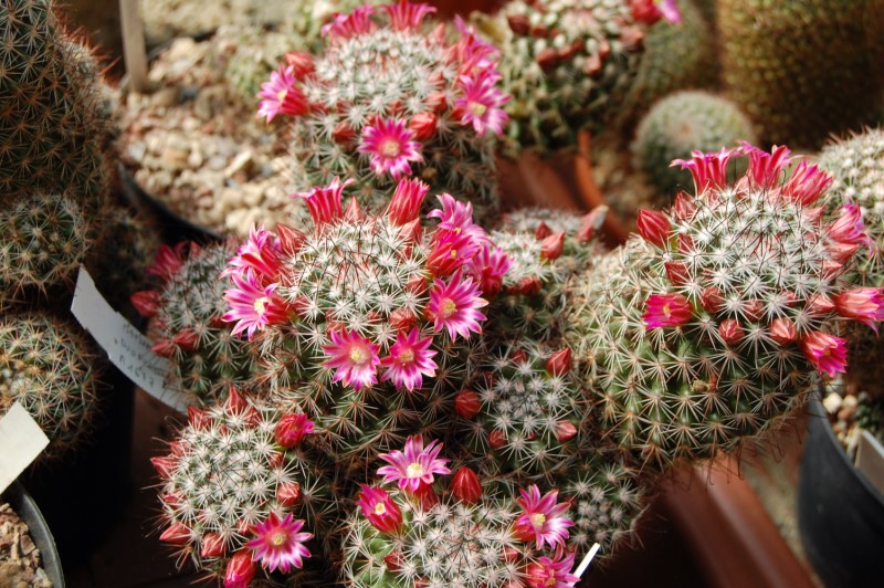 Mammillaria duoformis v. xuchiapensis REP 1677