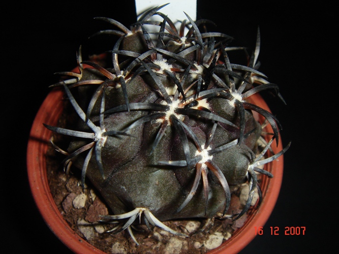 copiapoa dura 