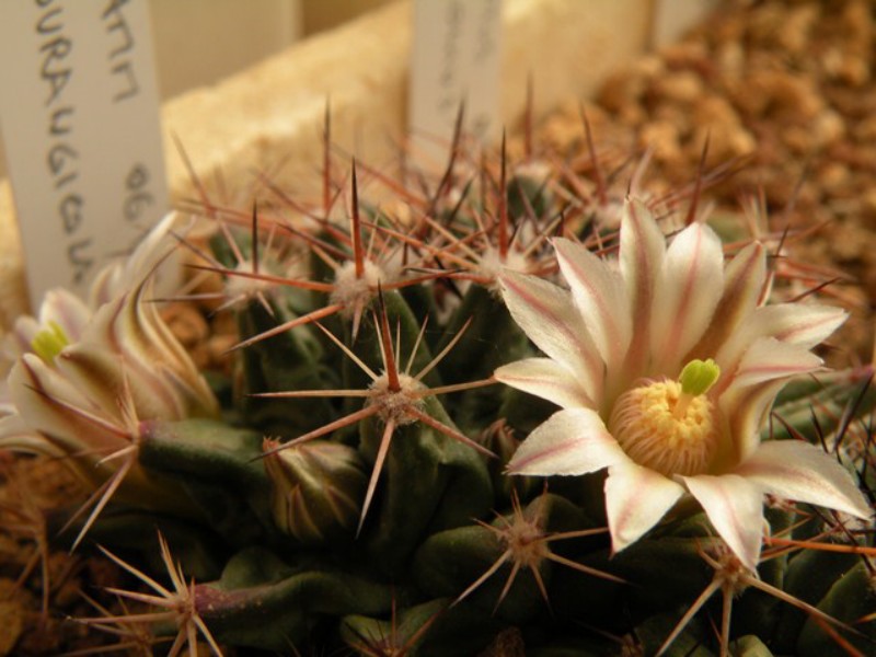 Mammillaria durangicola 