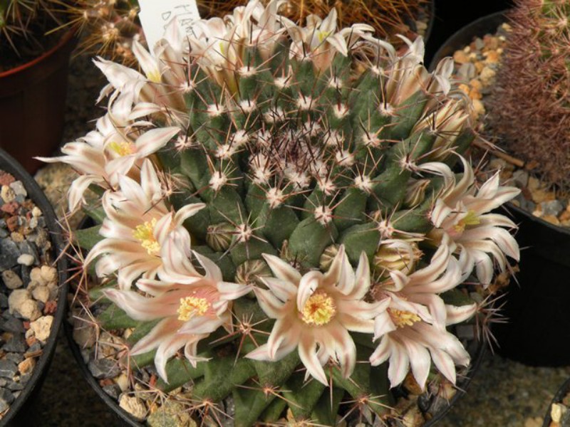 Mammillaria durangicola 