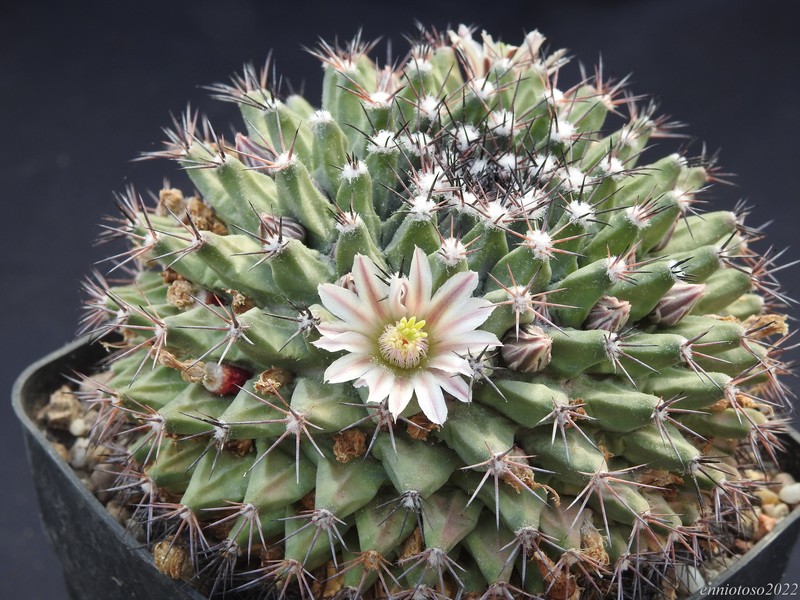 Mammillaria durangicola 