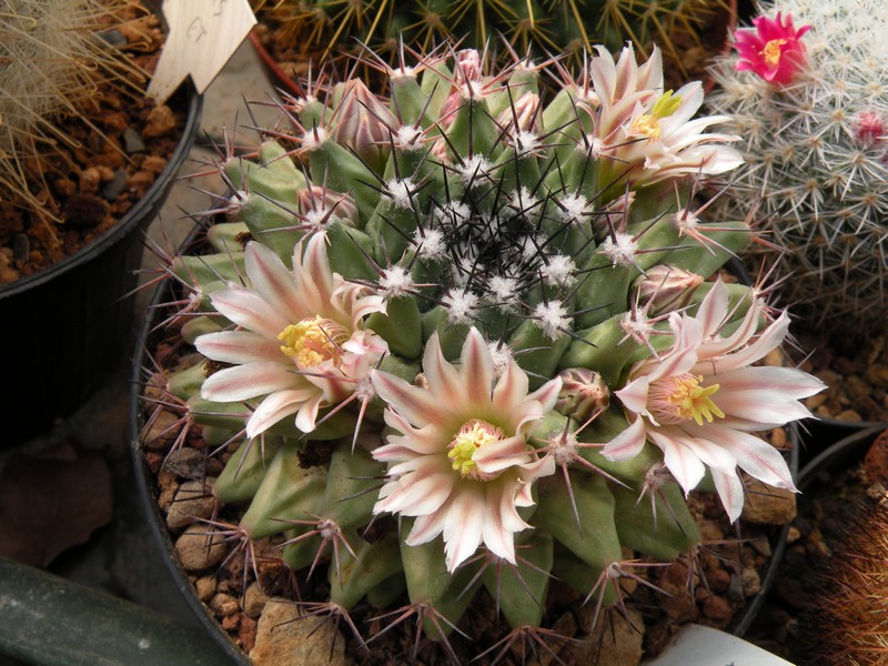 Mammillaria durangicola 